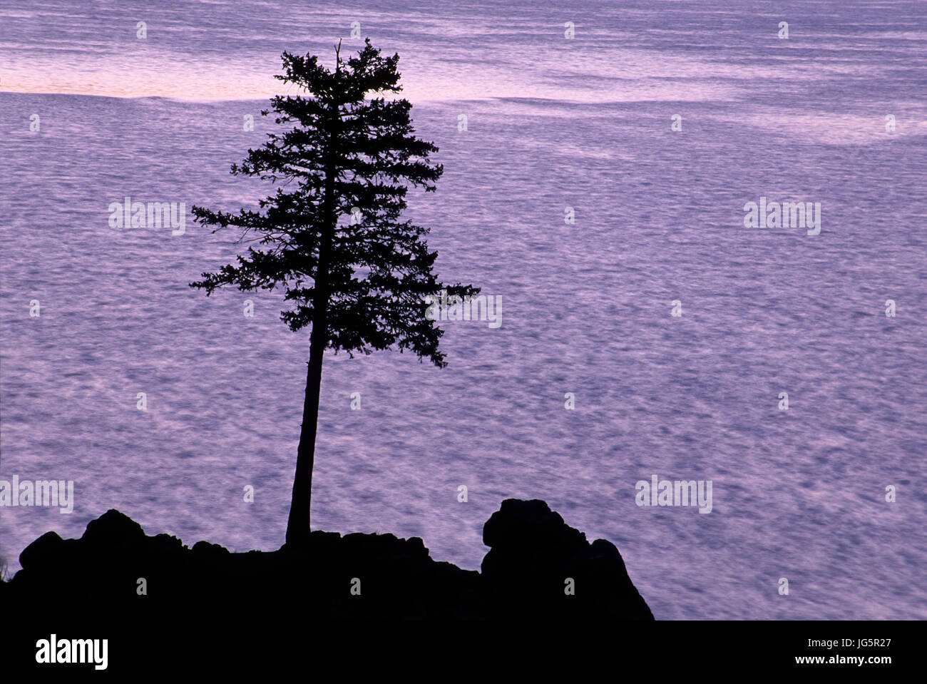 Ponderosa pine silhouette, Canyon Ferry Lake, Montana Stock Photo