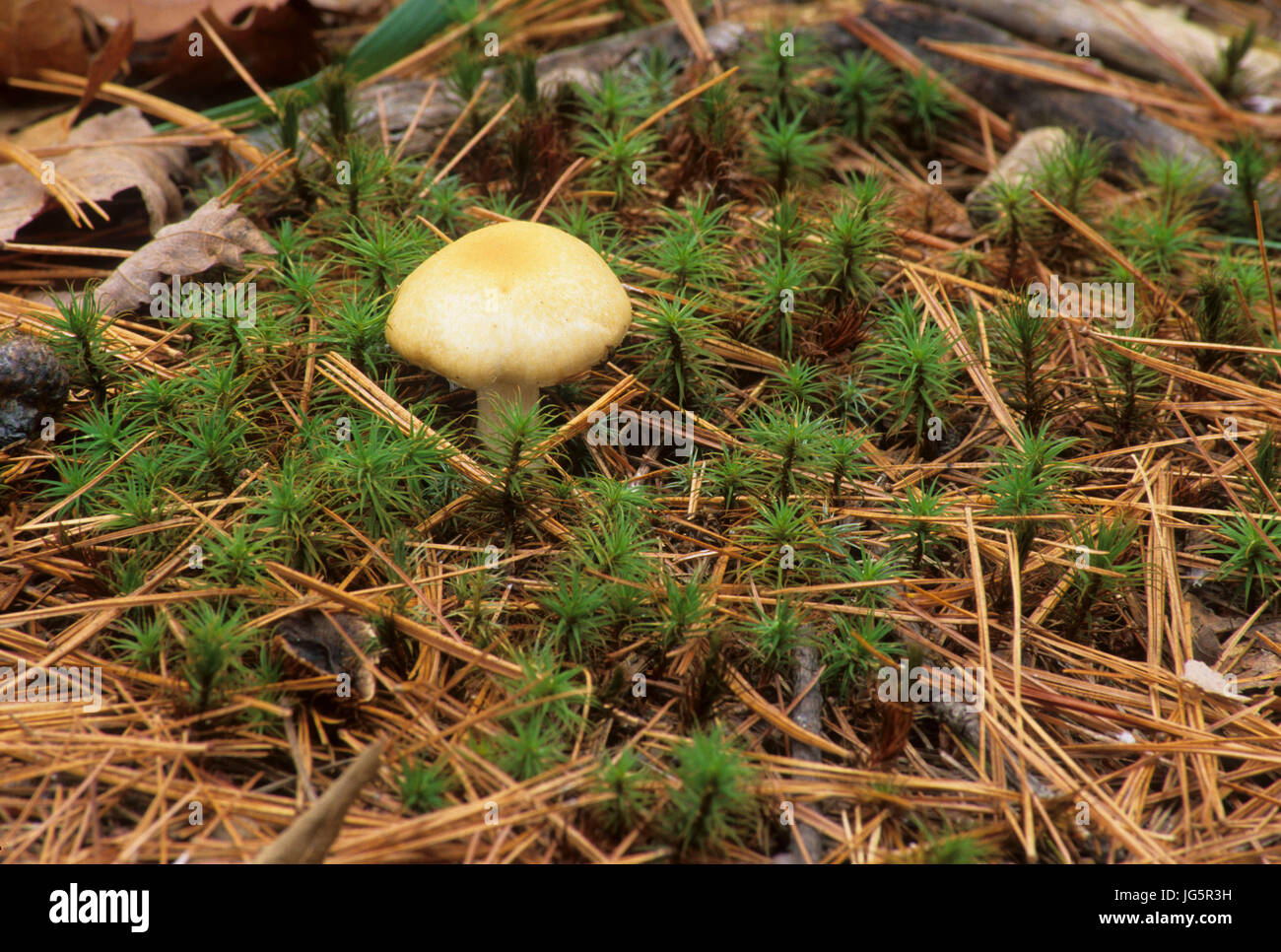 Mushroom on moss, Massabesic Audubon Center, New Hampshire Stock Photo