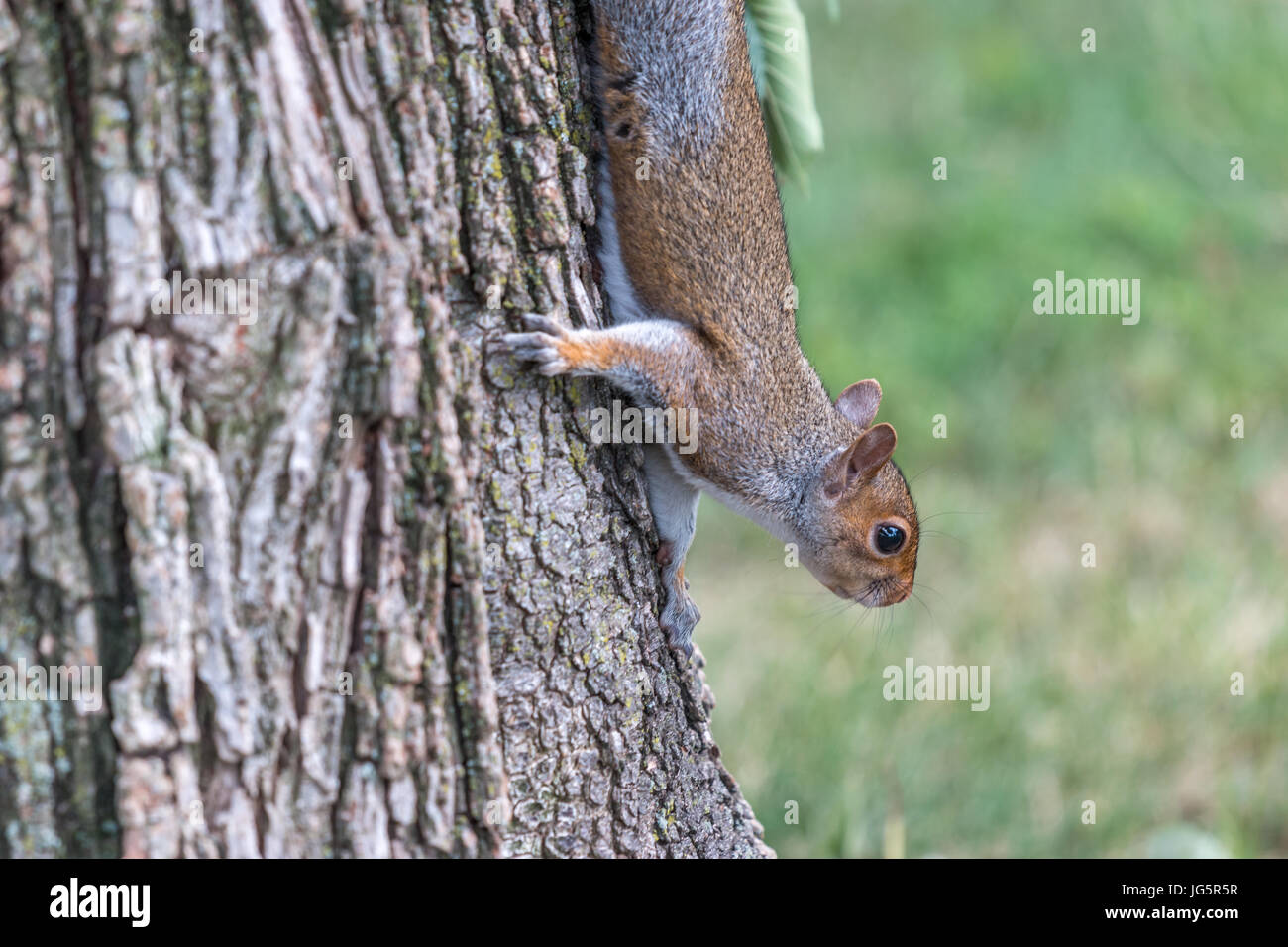 Squirrels Holding to Tree Upside down Stock Photo