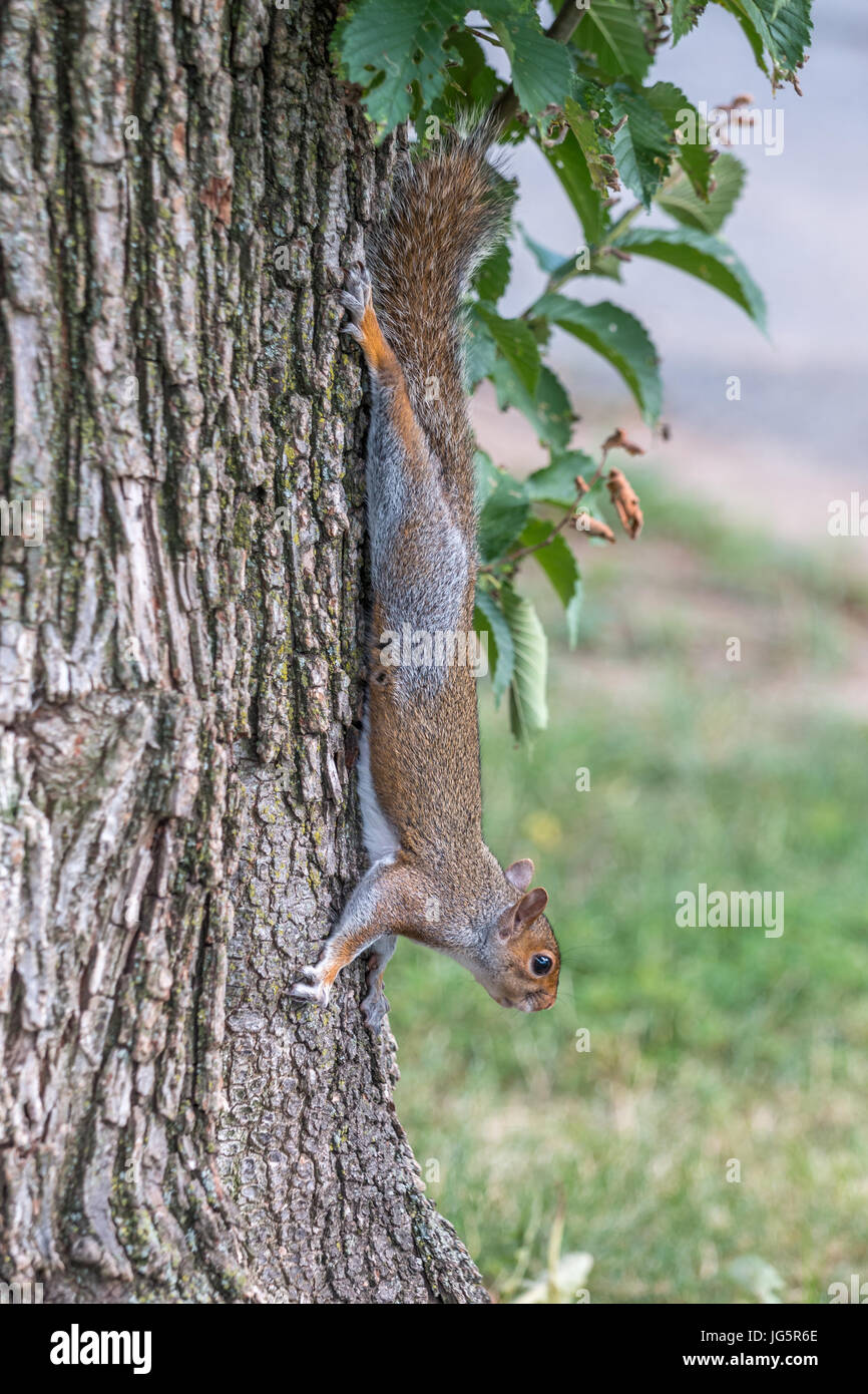 View of a Squirrels on Large Tree Trunk Stock Photo