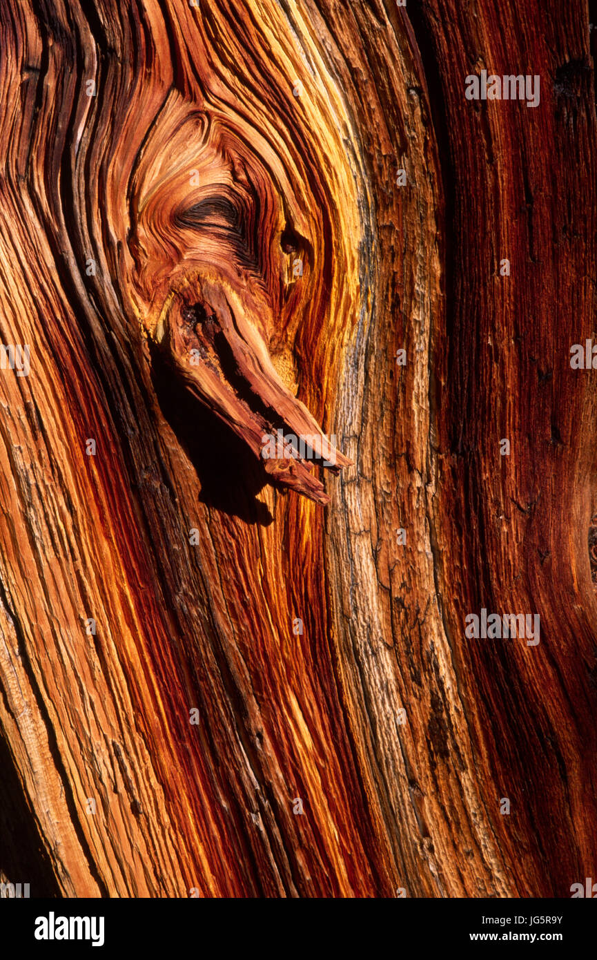 Bristlecone pine trunk, Great Basin National Park, Nevada Stock Photo