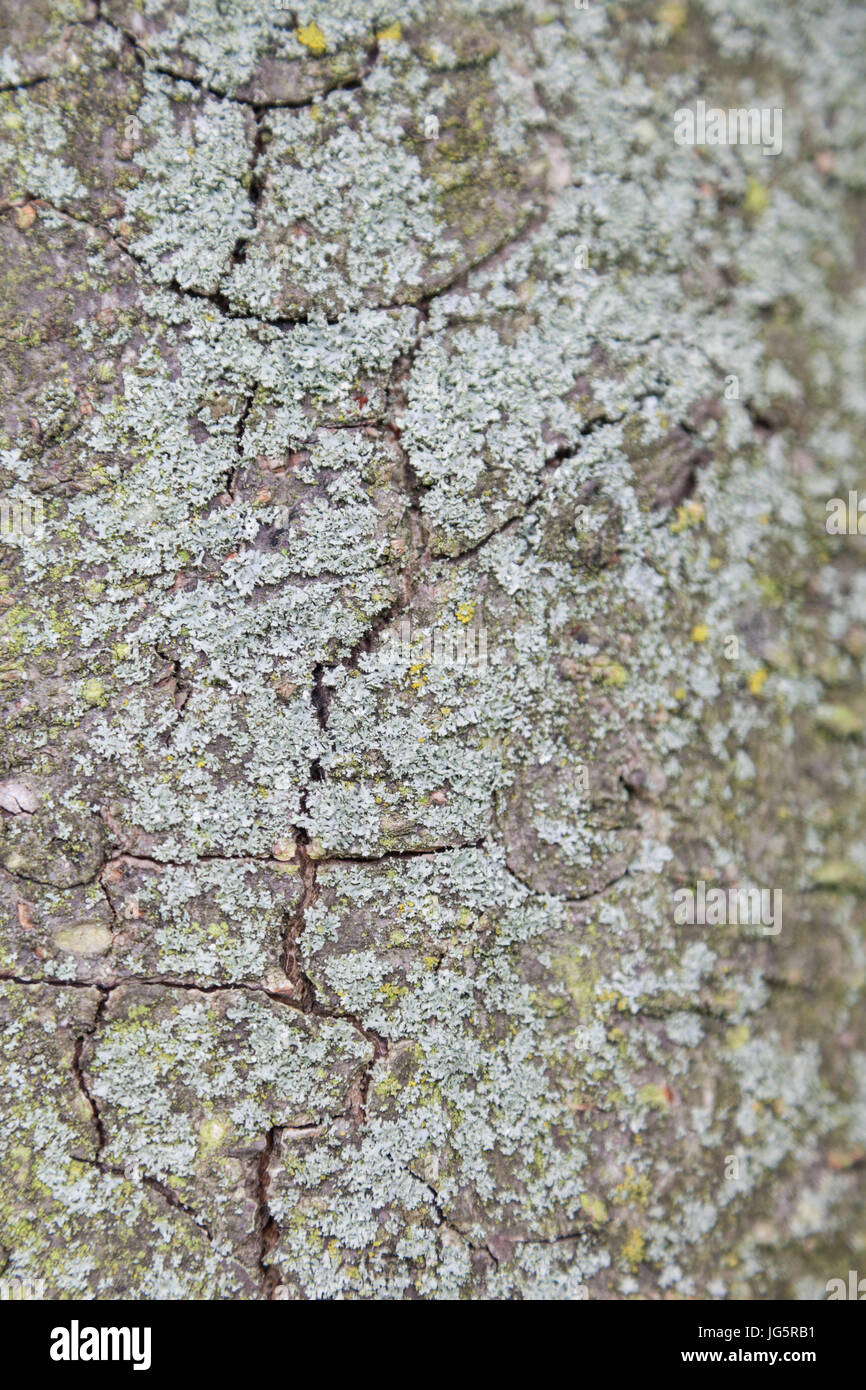 Close up of tree bark with cracks Stock Photo