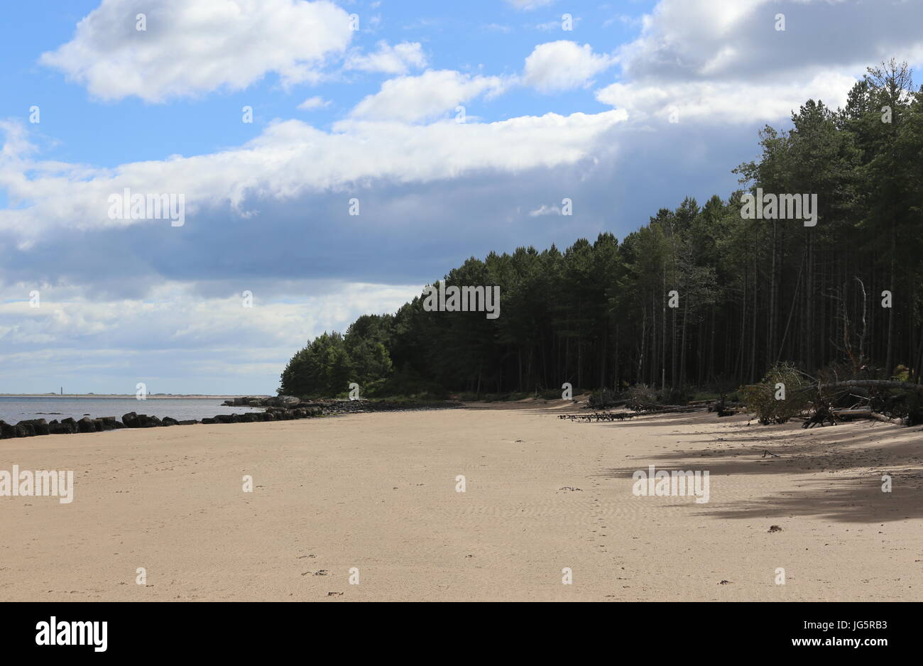 Beach and Tentsmuir forest Fife Scotland February 2015 Stock Photo Alamy