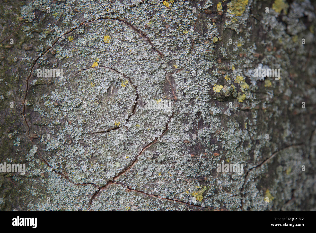 Close up of tree bark with cracks in circular shape Stock Photo