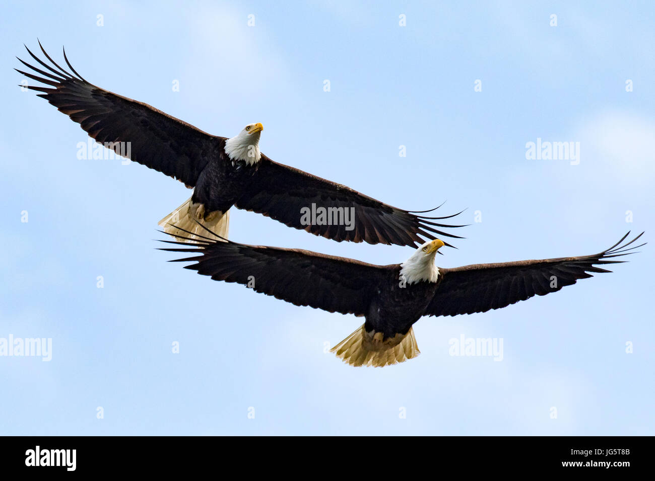 Bald eagles, eagle in flight. Port Townsend, Washington. Stock Photo