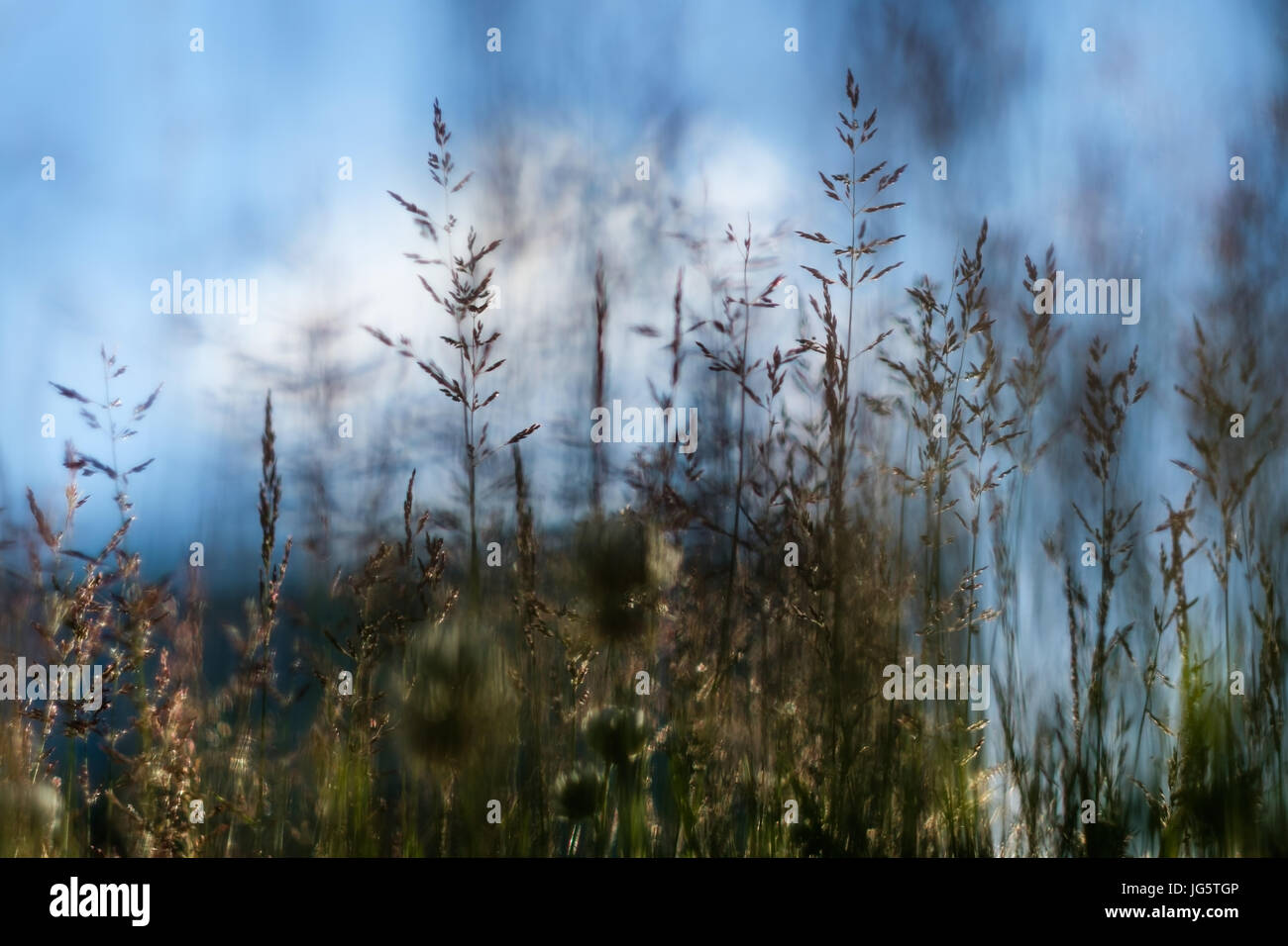 Grass close up nature hi-res stock photography and images - Alamy