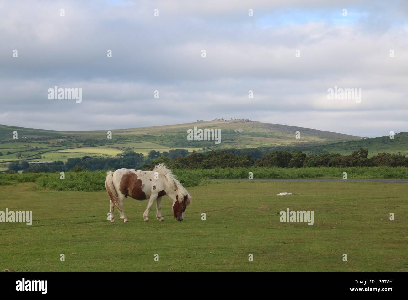 A view of Dartmoor National Park in Devon, England with a wild pony grazing. Stock Photo