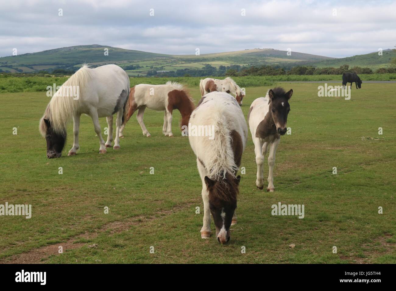 A herd of wild Dartmoor ponies at Dartmoor National Park Stock Photo