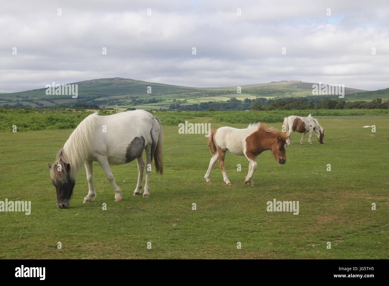 Wild moorland ponies in the Dartmoor National Park Stock Photo