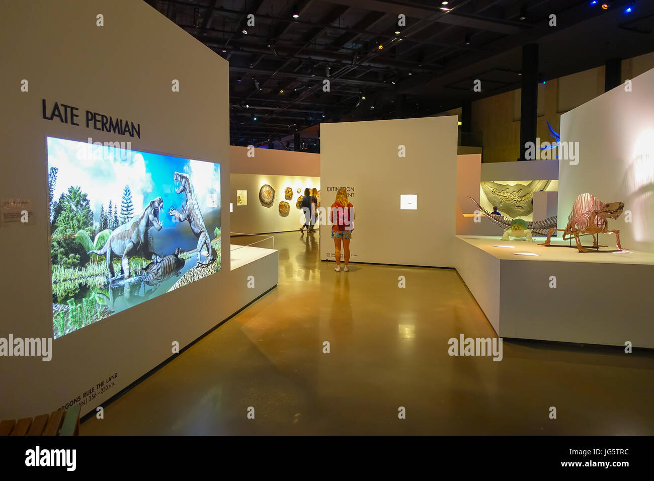 HOUSTON, USA JANUARY 12, 2017 Fossil of dinosaur stegosaurus