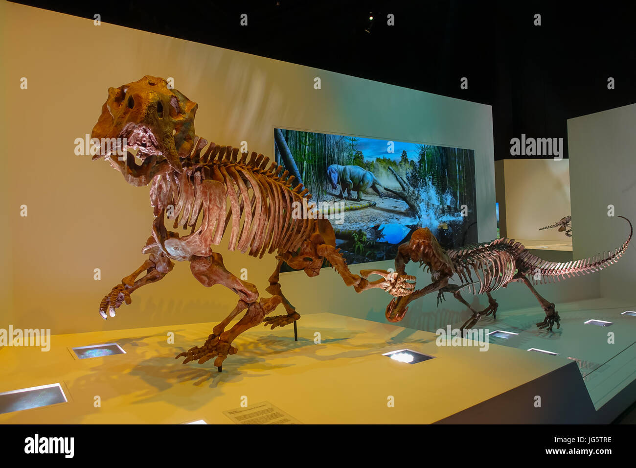 HOUSTON, USA JANUARY 12, 2017 Fossil of two dinosaurs, recreating a