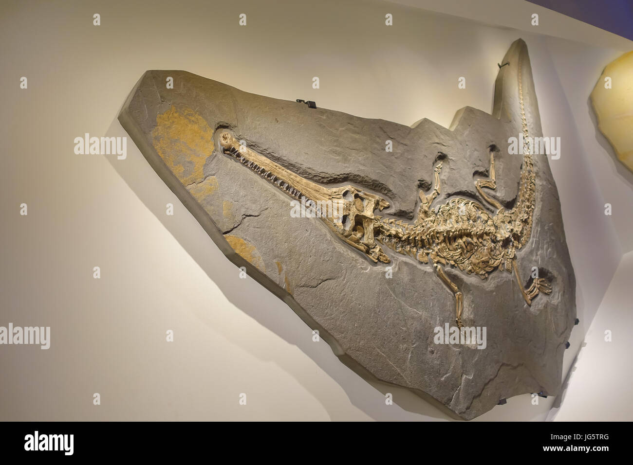 HOUSTON, USA - JANUARY 12, 2017: Fossil dinosaurs of an alligator, in an exposition in National Museum of Natural Science in Orlando Houston in USA. Stock Photo