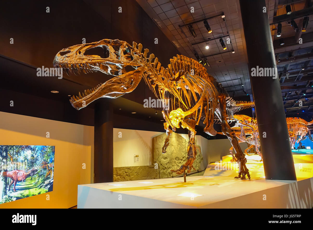 HOUSTON, USA - JANUARY 12, 2017: Fossil of dinosaur t-rex, the most ...
