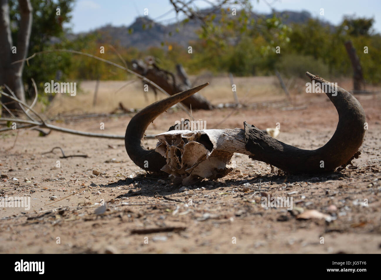 A Wildebeest skull in the dry scrub of Botswana. Stock Photo