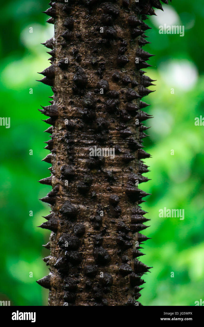 Closeup wood tree Stock Photo