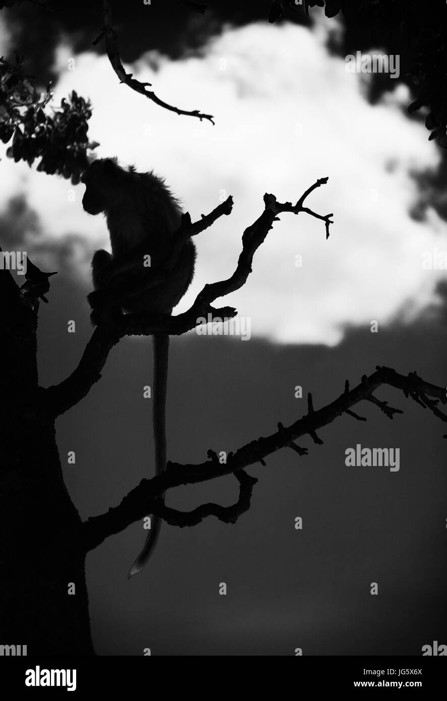 Silhouette of a monkey sitting on a tree branch. Black and white image. Stock Photo