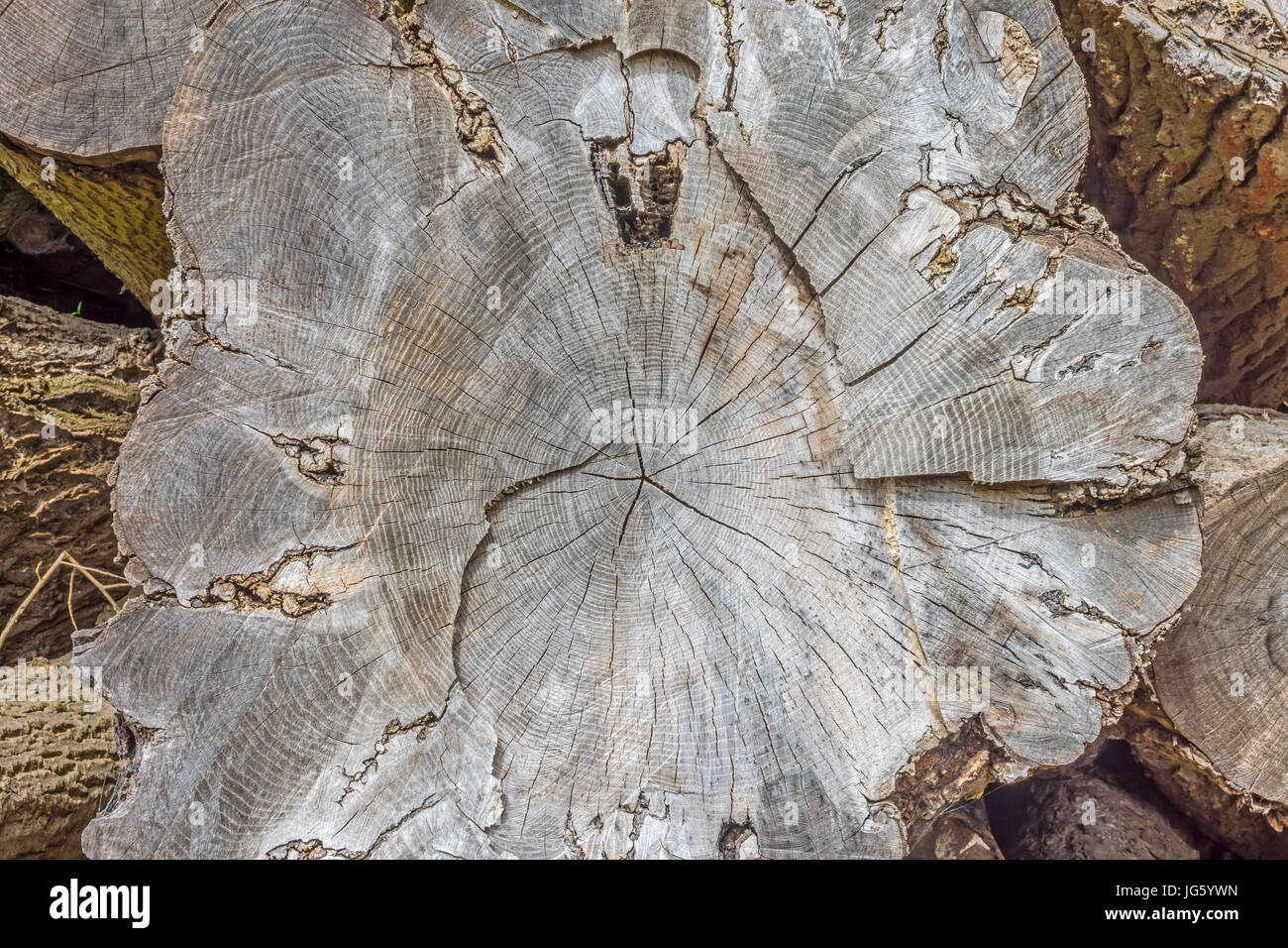 200 year old pine tree cross section Stock Photo