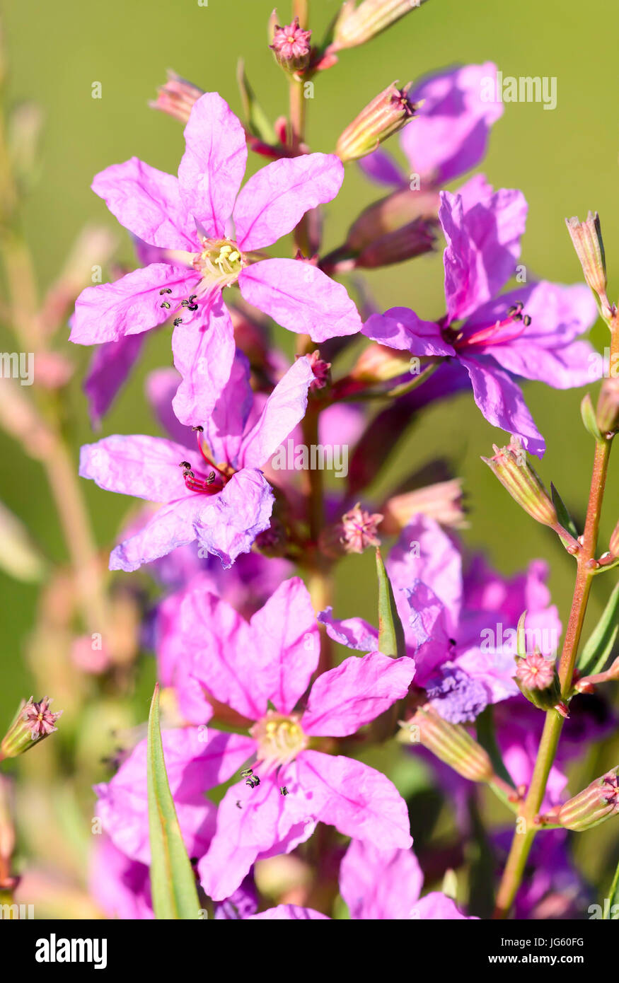 Macro of pink Lythrum virgatum flowers also known as European wand loosestrife, growing in the meadows close to the Dnieper river in Kiev, Ukraine Stock Photo