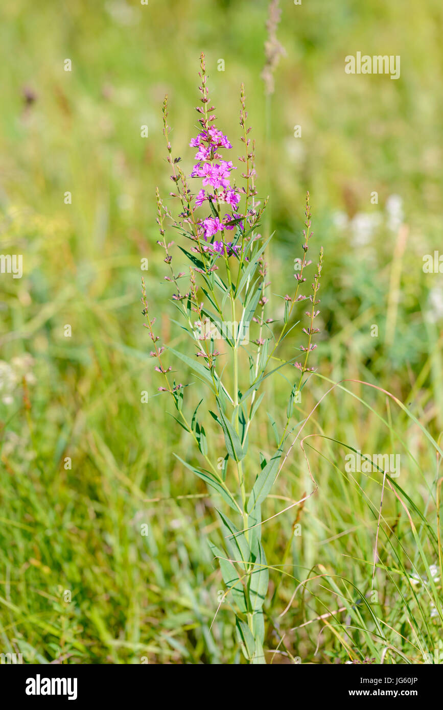 Pink Lythrum virgatum flowers also known as European wand loosestrife, growing in the meadows close to the Dnieper river in Kiev, Ukraine Stock Photo