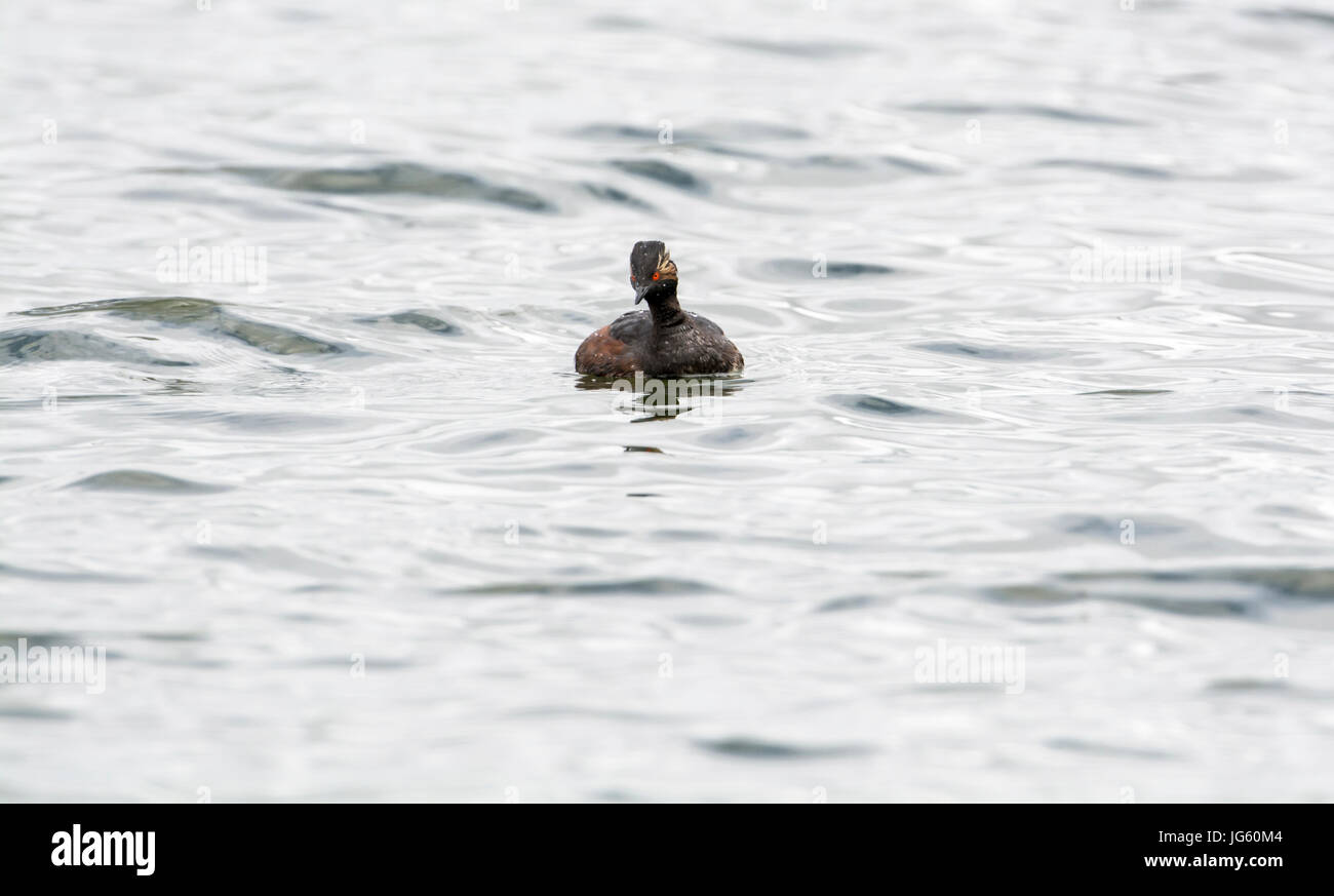 Black-necked grebe (Podiceps nigricolis), known as the eared grebe in North America, in summer plumage. Photographed in Hampshire, UK. Stock Photo