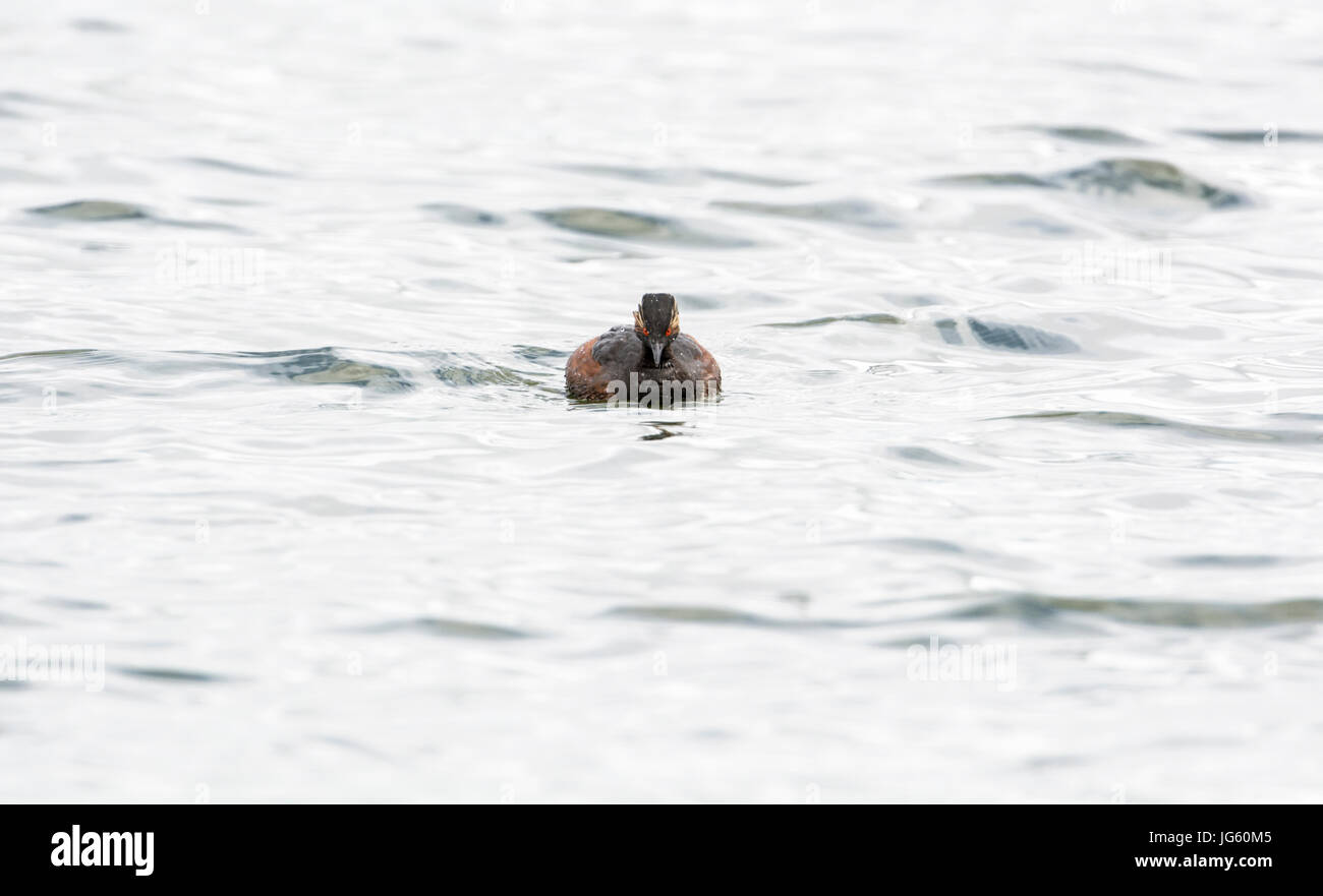 Black-necked grebe (Podiceps nigricolis), known as the eared grebe in North America, in summer plumage. Photographed in Hampshire, UK. Stock Photo