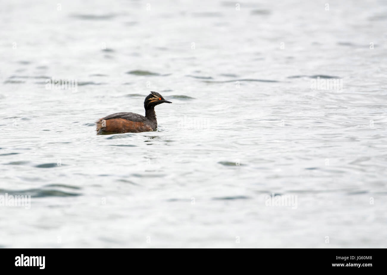 Black-necked grebe (Podiceps nigricolis), known as the eared grebe in North America, in summer plumage. Photographed in Hampshire, UK. Stock Photo