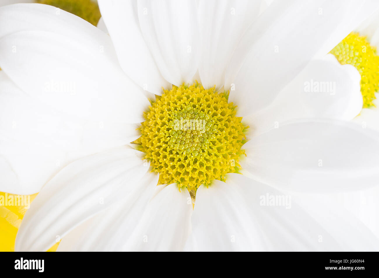 Close up (macro) shot of a white, daisy shaped Chrysanthemum ('Mum flower') with yellow pollen in sharp focus at centre of frame. Stock Photo