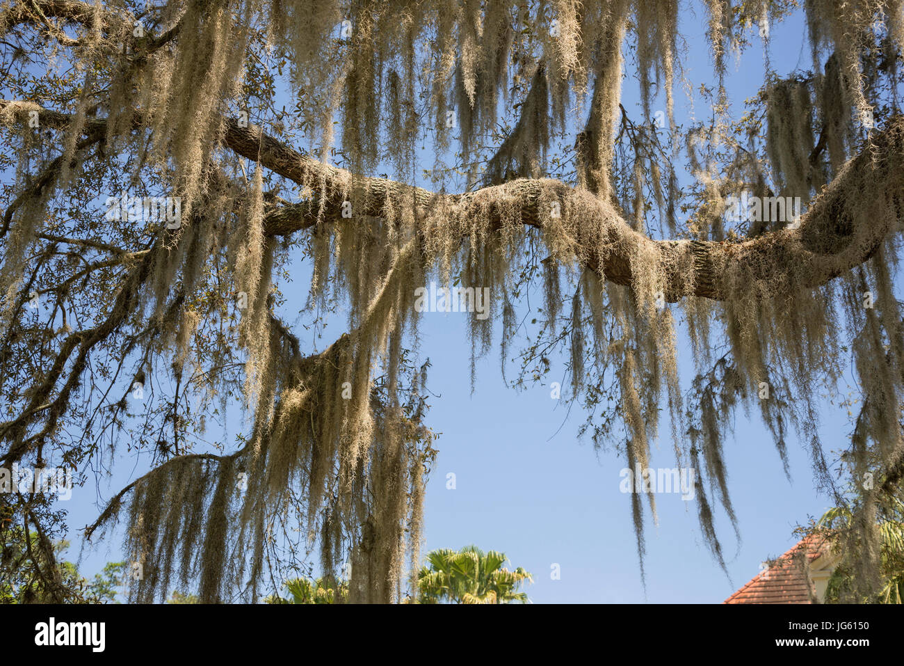 Moss draped tree hi-res stock photography and images - Alamy