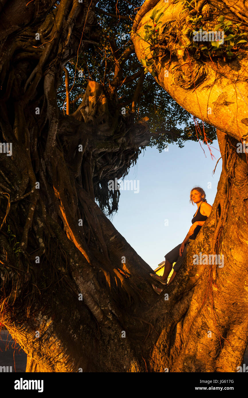 Girl standing in a giant old tree at sunset in downtown Apia, Upolo ...