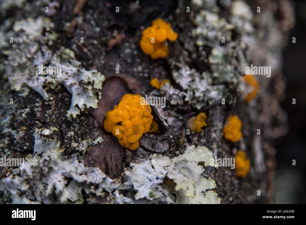 Orange Jelly fungi grows under the bark of a tree at the Glacier
