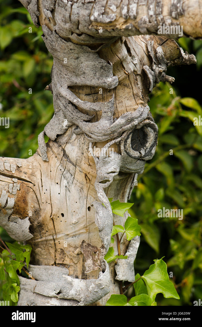 Bark of a dead fig tree loosening. Spain. Stock Photo