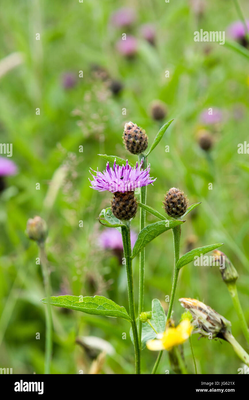 Wildflower meadow in summer Stock Photo - Alamy