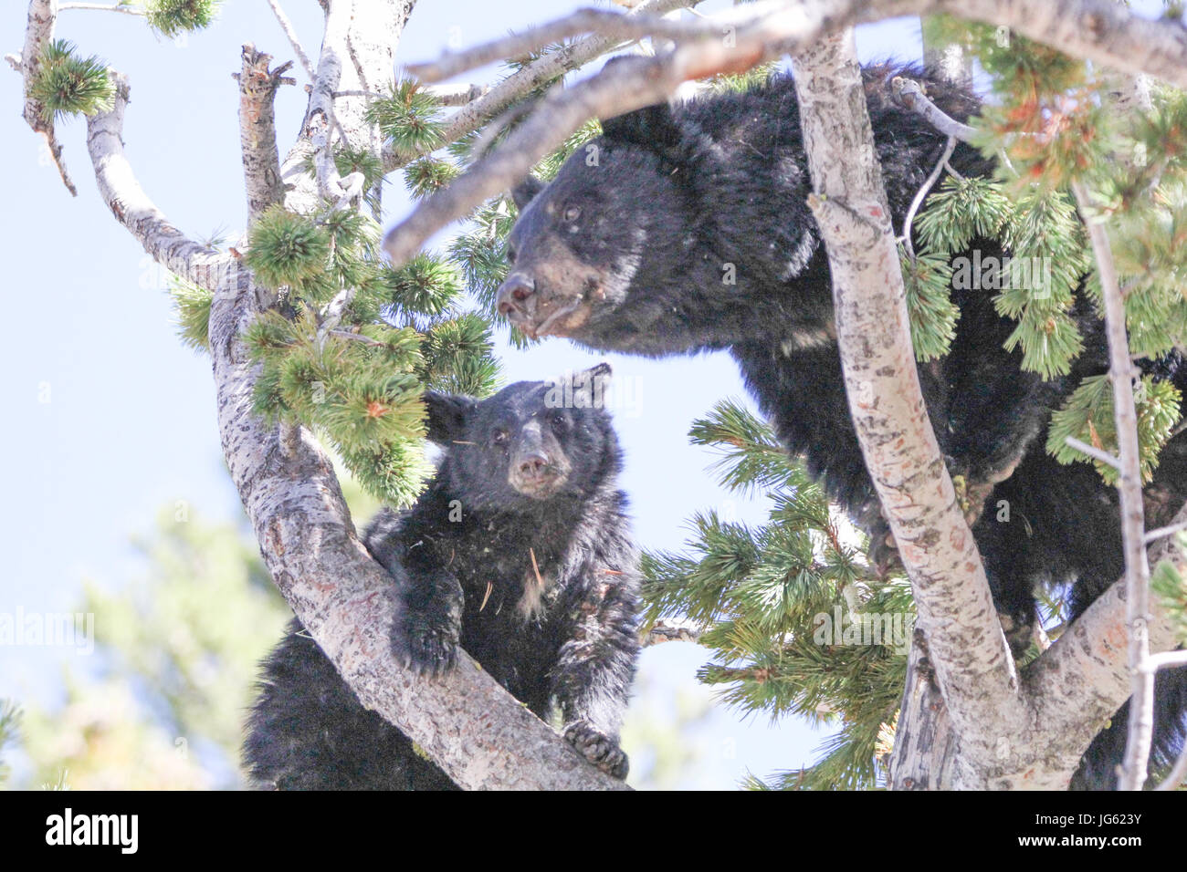Black Bear Pine Tree Stock Photos & Black Bear Pine Tree Stock Images