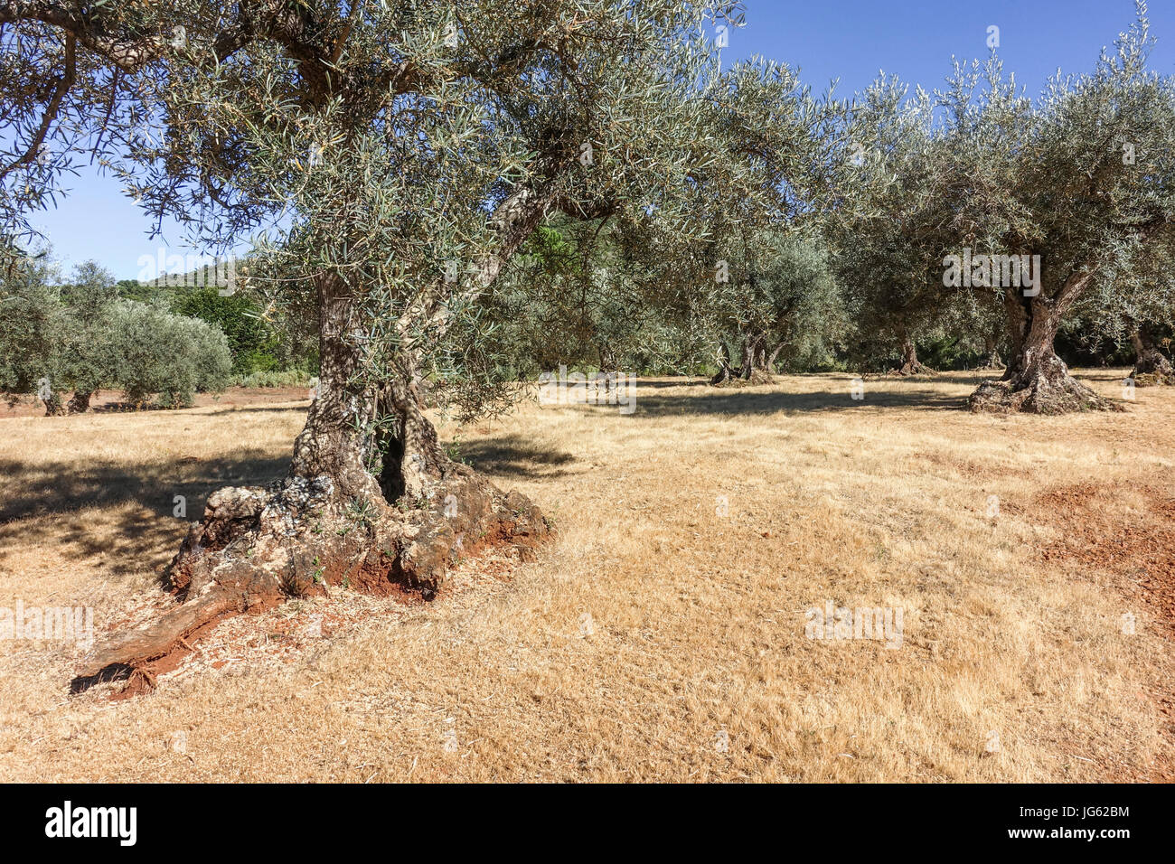 Olive trees spain hi-res stock photography and images - Alamy