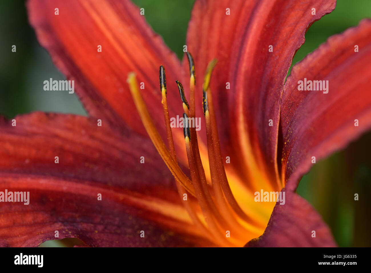 day lily hemerocallis crimson pirate Stock Photo - Alamy