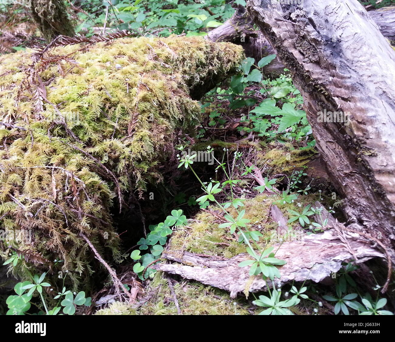 Star shaped leaves hi-res stock photography and images - Alamy