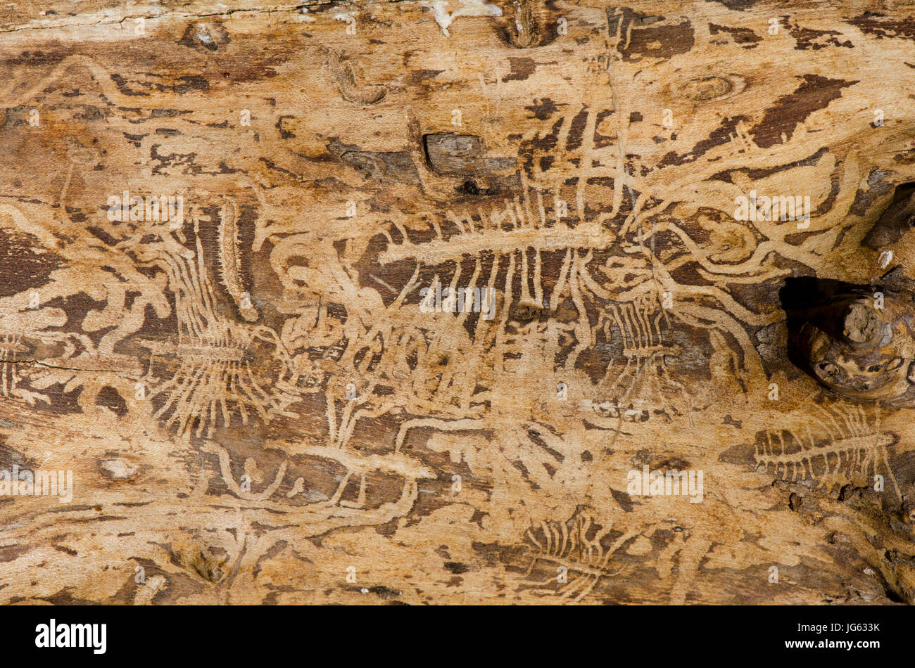 Signs of Pine Bark beetle pattern damage on dead bark of pine. Spain. Stock Photo