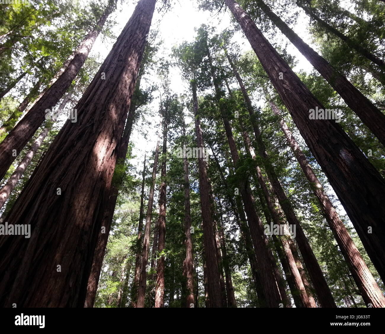 Ancient forest hi-res stock photography and images - Alamy