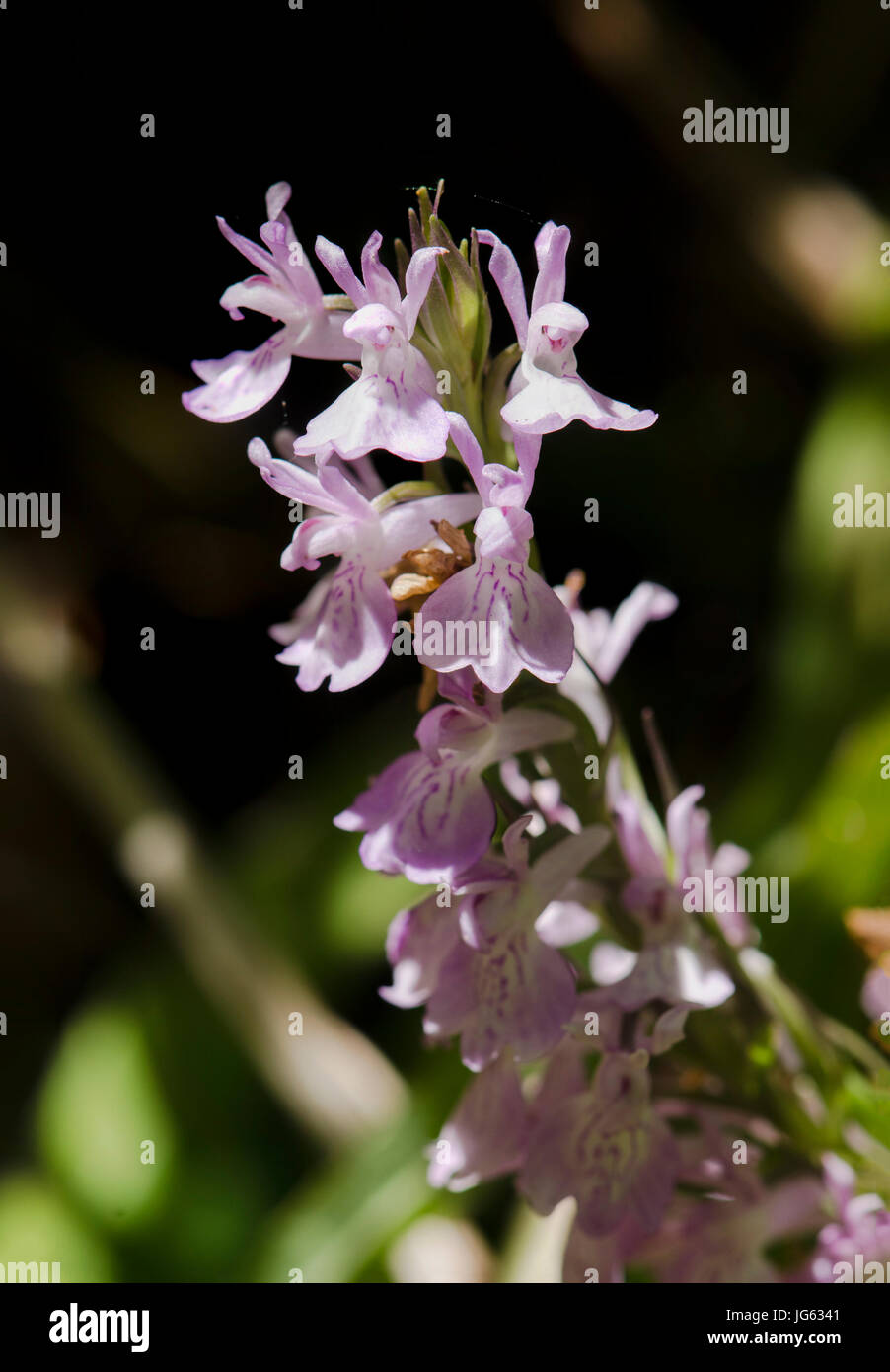 Robust marsh orchid, Dactylorhiza elata, orchids, wild andalusia, Spain. Stock Photo