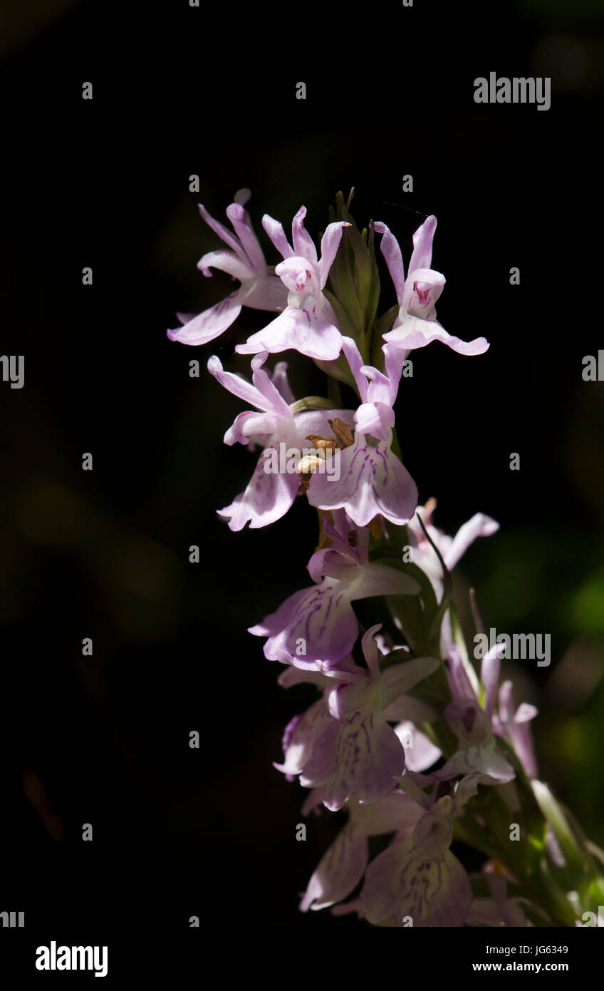 Robust marsh orchid, Dactylorhiza elata, orchids, wild andalusia, Spain. Stock Photo