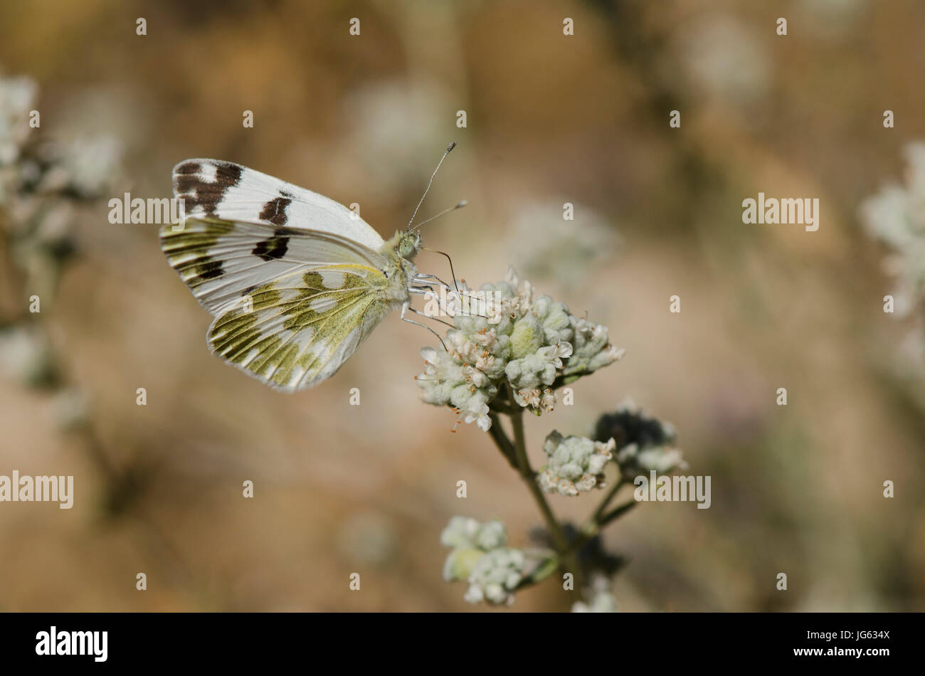Bath White, Pontia daplidice butterfly on sage plant, Andalusia, Spain Stock Photo