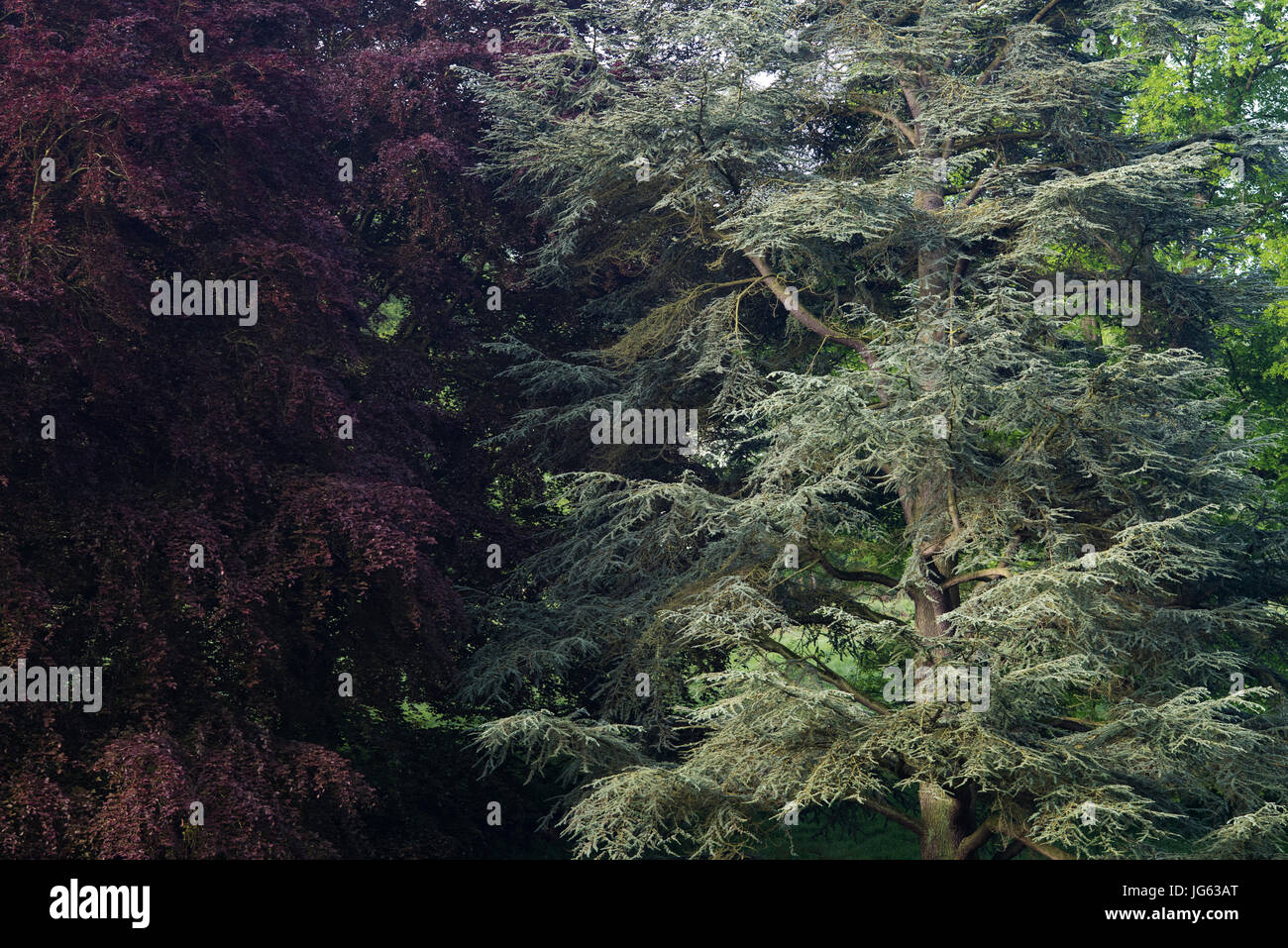 Cedrus libani and Fagus sylvatica Purpurea. Lebanon Cedar tree and Copper beech tree. Oxfordshire, UK Stock Photo