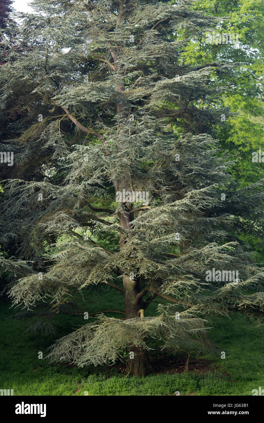 Cedrus libani. Lebanon Cedar tree. Oxfordshire, UK Stock Photo