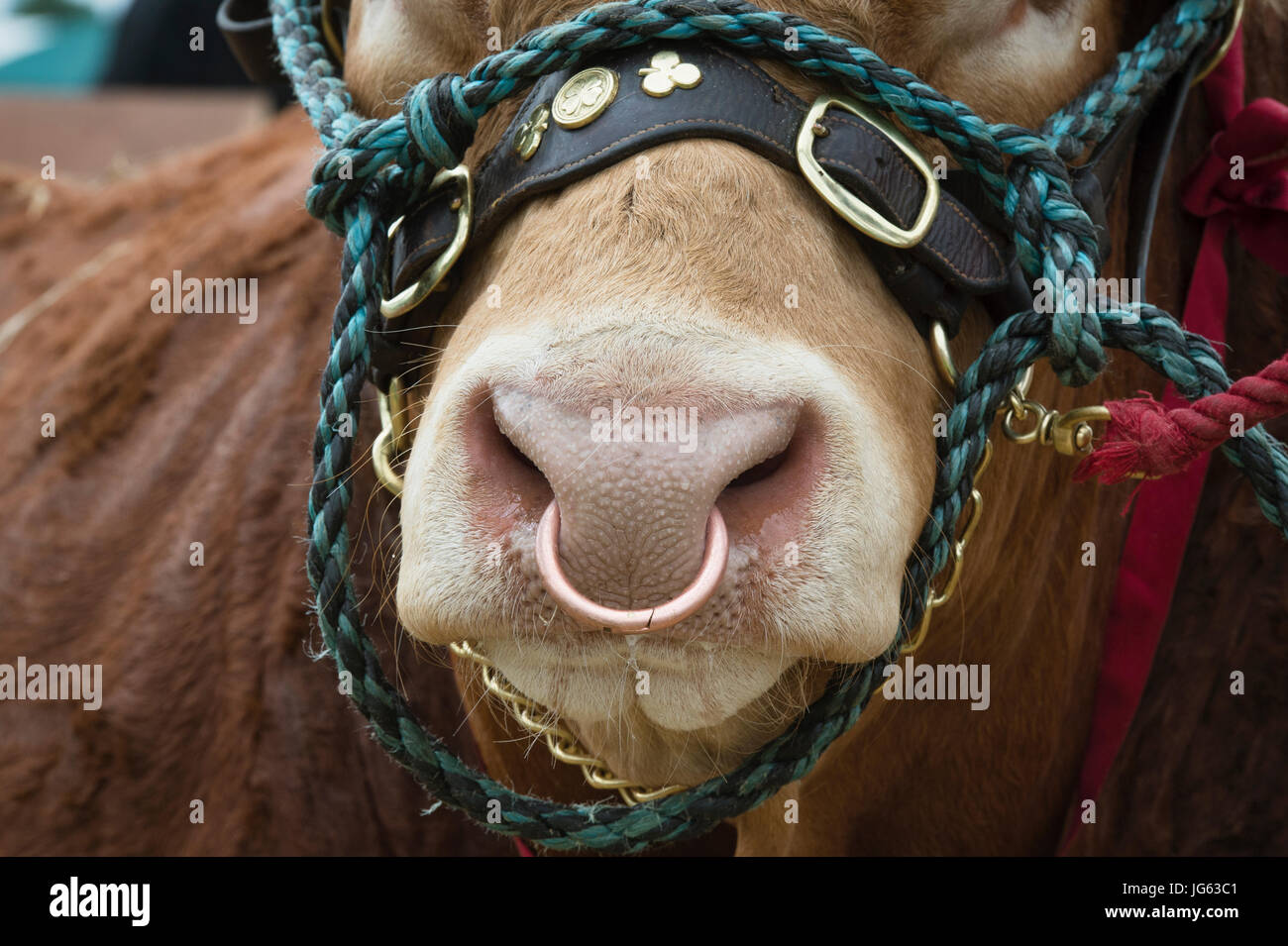 Close Up Bull Nose Ring Stock Photos & Close Up Bull Nose Ring Stock
