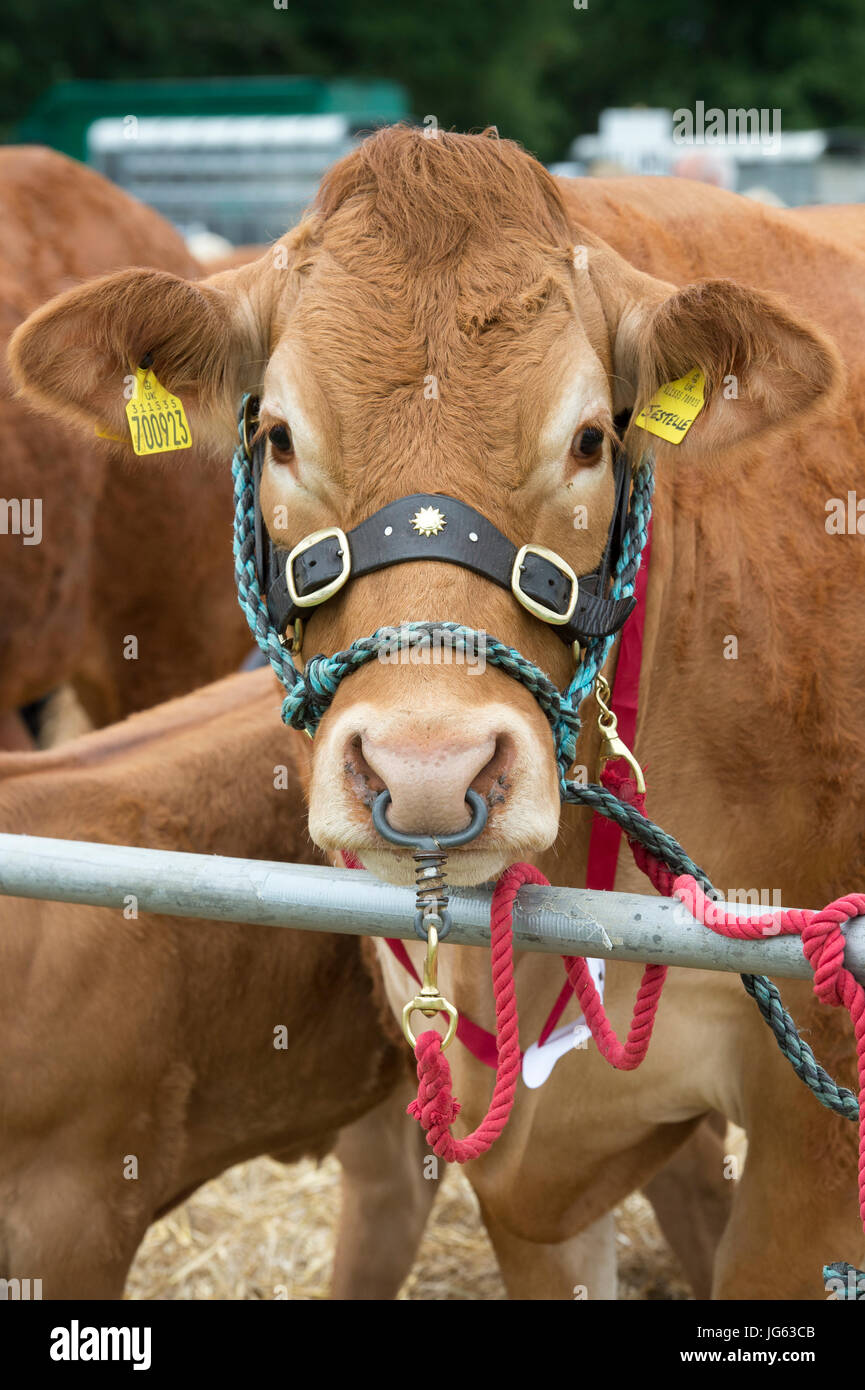 Limousin cow at Hanbury country show, Worcestershire. UK Stock Photo