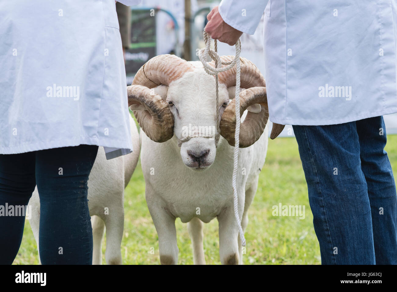 Ovis aries. Wiltshire horned ram / sheep at Hanbury country show, Worcestershire. UK Stock Photo