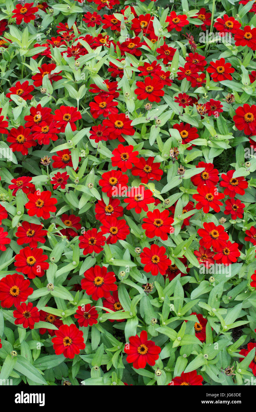 Zinna hybrida. Zinnia 'Profusion Red' flowers Stock Photo