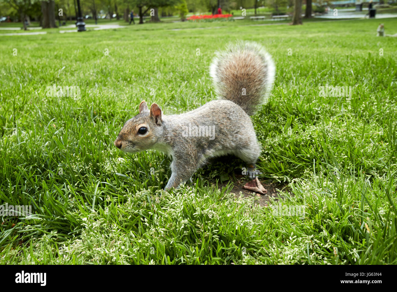 american eastern gray squirrel running wild in boston public garden Boston USA Stock Photo