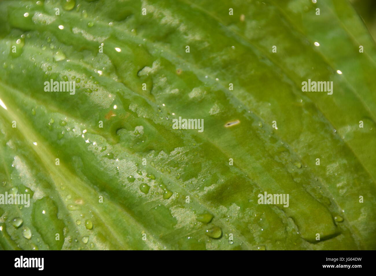 Hosta, green leaves with water and Lotus effect, blaue gelbrand Funkie Stock Photo