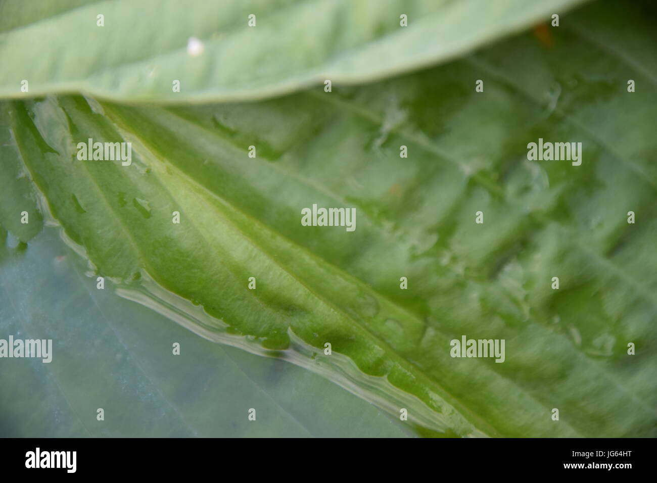 Hosta, green leaves with water and Lotus effect, blaue gelbrand Funkie Stock Photo